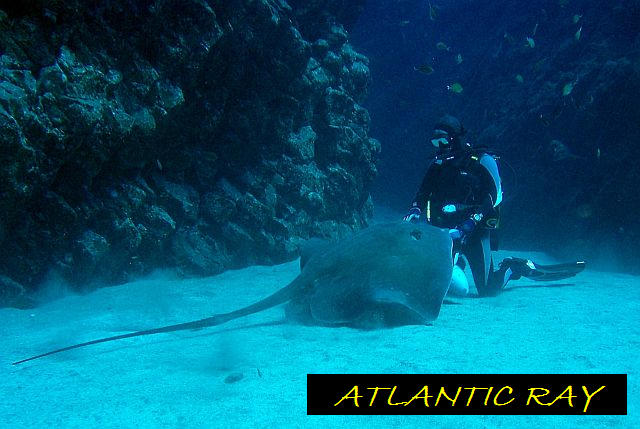 Diving Tenerife