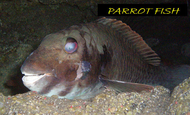 Diving Tenerife