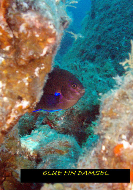 Diving Tenerife