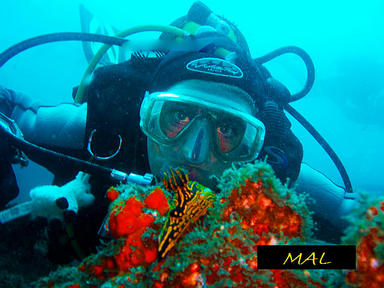 Tenerife Scuba Diving