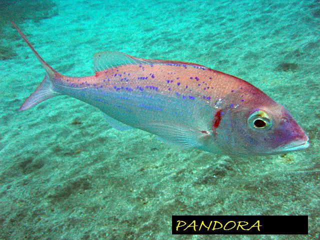 Diving Tenerife