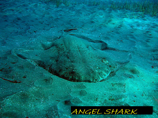 Diving Tenerife