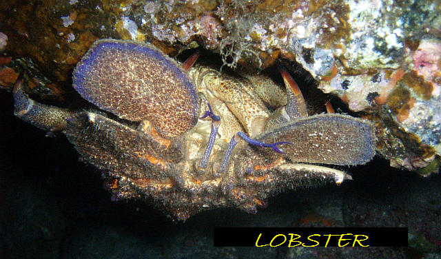 Diving Tenerife