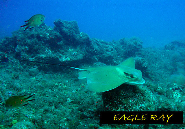 Diving Tenerife