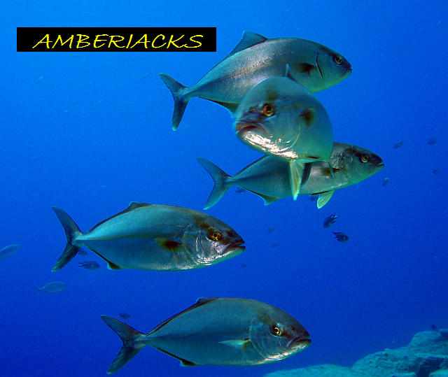 Diving Tenerife