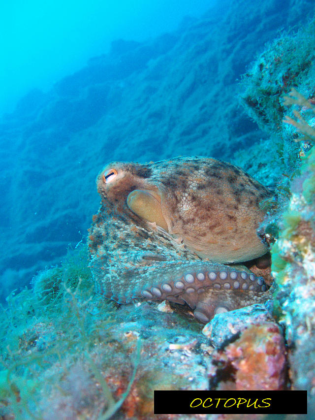 Diving Tenerife