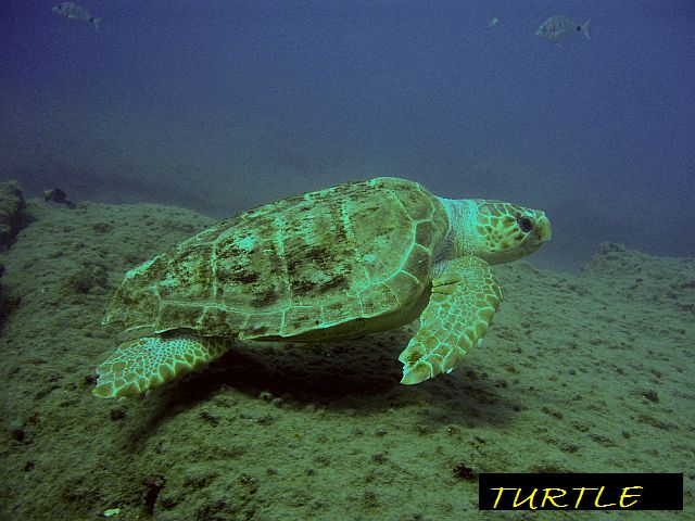 Diving Tenerife