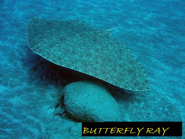 Diving Tenerife