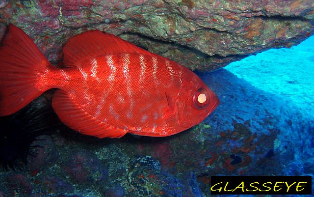 Diving Tenerife