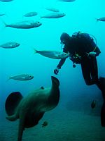 Diving Tenerife