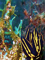 Diving Tenerife