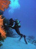 Diving Tenerife