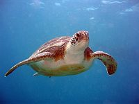 Snorkelling Tenerife