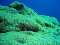 Diving Tenerife