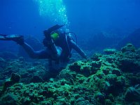 Diving Tenerife