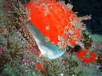 Diving Tenerife