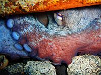 Tenerife Diving